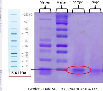 Gambar 2 Profil SDS PAGE plantarisin IIA-1A5 