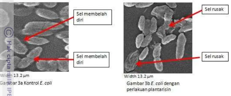 Gambar 3. Perubahan morfologi sel E. coli yang diberikan plantarisin. 
