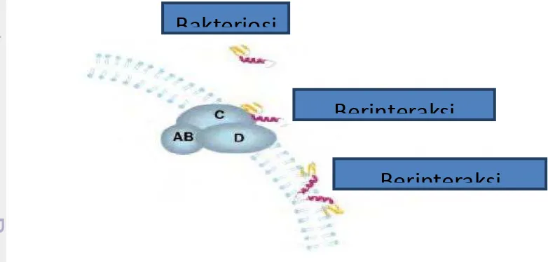 Gambar 4  Mekanisme bakteriosin menempel pada membran sel bakteri (Drider et 