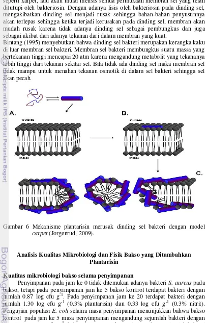 Gambar 6 Mekanisme plantarisin merusak dinding sel bakteri dengan model 