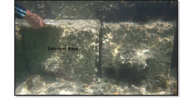 Gambar 2 Substrat batu tempat menempelnya karang rekrut di Gosong Pramuka 