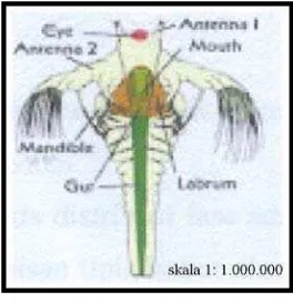 Gambar 1. Larva A. salina 