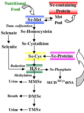 Gambar 2  Metabolisme selenit, selenat,       selenometionin (Dumont 2006) 
