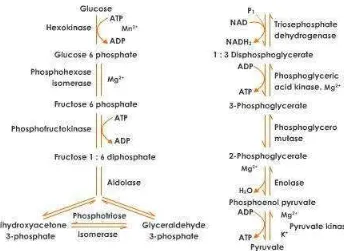 Gambar 2. Tahapan Proses Glikolisis (Karmana, 2007) 