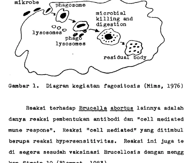 Gambar  1.  Diagram  kegiatan  fagositosis  (Mims,  1976). 