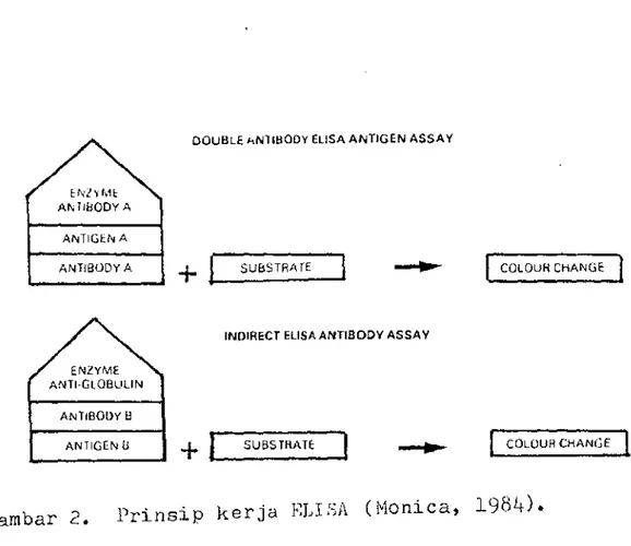 Gambar  2.  Prinsip  kerja  ELISA  CHanica,  1984). 