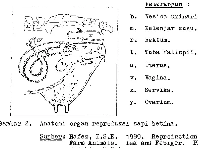 Gambar 2. Anatomi organ reproduksi sapi betina. 
