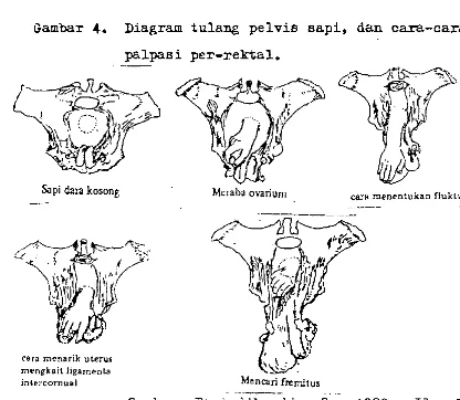 Gambar 4. Diagram tulang pelvis sapi, dan cara-cara 