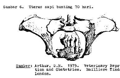 Gambar 6. uterus sapi bunting 70 hari. 