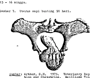 Gambar 7. Uterus sapi bunting 90 hari. 