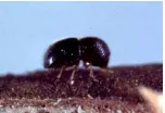 Gambar 1. Kumbang betina  Xylosandrus compactus (Dixon, 2005). 