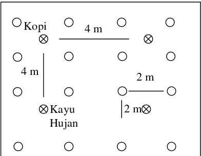 Gambar 7. Sistem Agroforestry Kopi Sederhana  