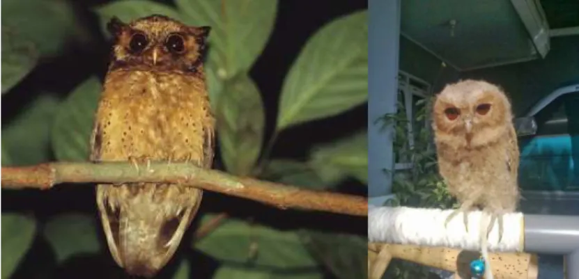 Gambar 2.1.1 Burung hantu Celepuk 