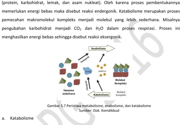 Gambar 5.7 Peristiwa metabolisme, anabolisme, dan katabolisme  Sumber: Dok. Kemdikbud 