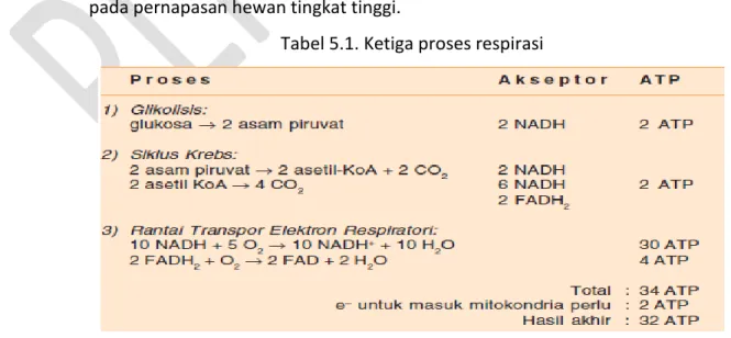 Tabel 5.1. Ketiga proses respirasi 