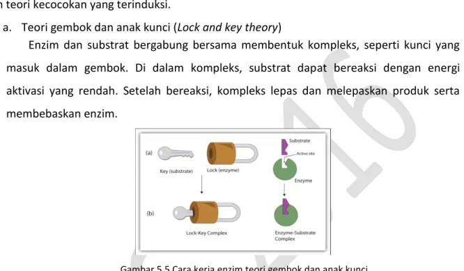 Gambar 5.5 Cara kerja enzim teori gembok dan anak kunci  Sumber: http://www.pintarbiologi.com/ 