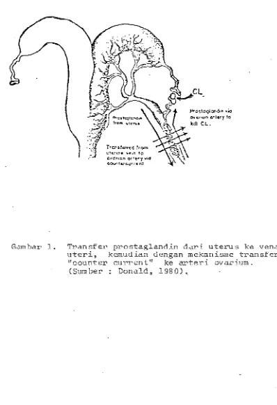 Gambar 1. Transfer prostaglandin dari uterus ke vena 