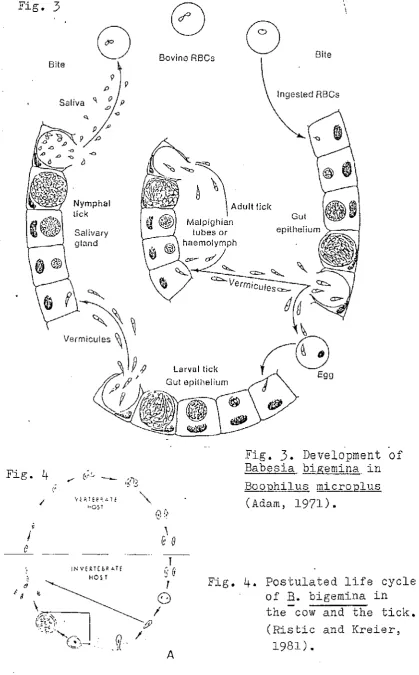 Fig. 3 \ \ 