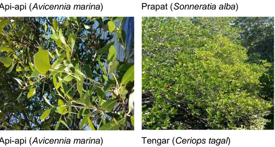 Tabel 3.1   Hasil Identifikasi dan Analisis Flora  Air (hutan Mangrove)                    di  Lingkungan PLTG Gilimanuk 2016  