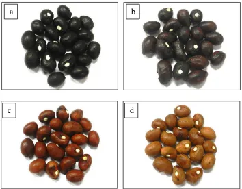 Gambar 1  Warna testa kacang bambara: a. hitam, b. ungu, c. coklat tua, d. coklat muda 