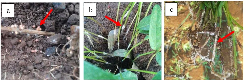 Gambar 3  Gejala penyakit di pertanaman: a. sclerotia di tanah (kiri), b. cendawan Fusarium spp