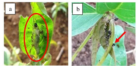 Gambar 5  Gejala tanaman yang terinfeksi virus: a. mosaik pada daun, b. tanaman kerdil 