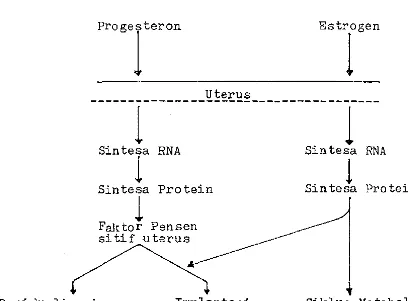 Gambar 5. Pengaruh Progesteron dan Estrogen Dalam Merangsang Decidualisasi dan 