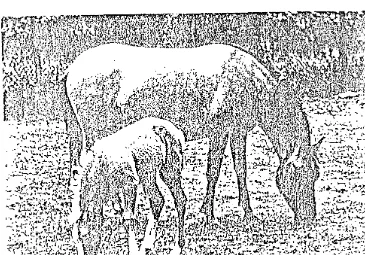Gambar 3. Seekor anak kuda, sewaktu masih embrio dipanen 