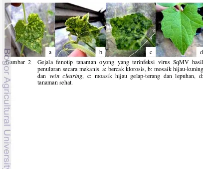 Gambar 2  Gejala fenotip tanaman oyong yang terinfeksi virus SqMV hasil 