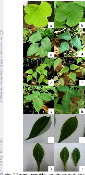 Gambar 7 Tanaman yang tidak menunjukkan gejala setelah diinokulasi SqMV (a,b) labu kuning, (c,d) kacang panjang, (e,f) buncis, (g,h) tomat, (i,j) cabai, (k,l) tembakau cleveland