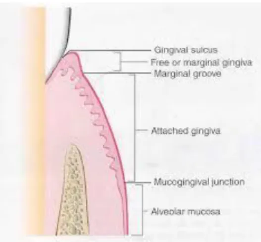 Gambar 2. Anatomi Gingiva 35