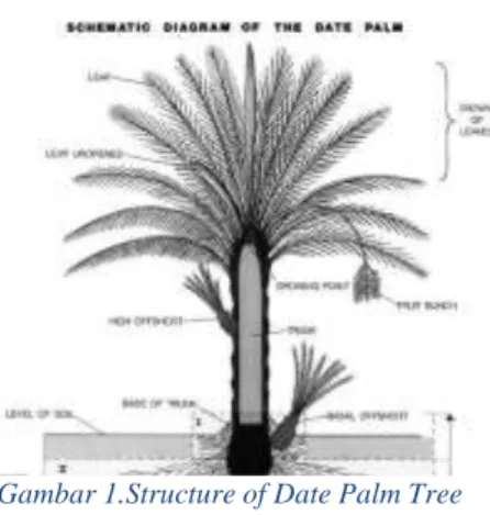 Gambar 2 Salah satu sampel akar pohon kurma yang  terdapat mikoriza 