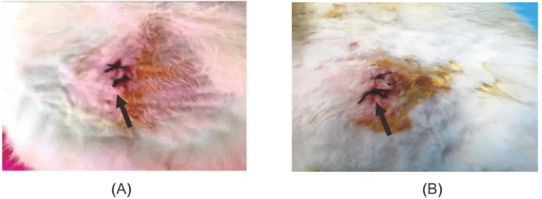 Gambar 1. Gambaran makroskopis area insisi 24 jam pasca implantasi. Pada kelompok perlakuan  (A) maupun kontrol negatif (B) terlihat tanda inflamasi ringan berupa eritema (tanda panah).