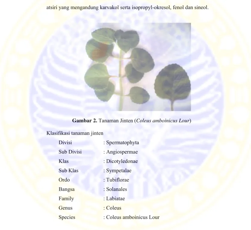 Gambar 2. Tanaman Jinten (Coleus amboinicus Lour)  Klasifikasi tanaman jinten 