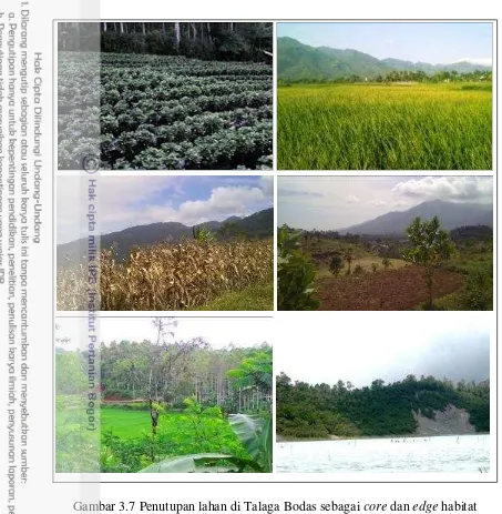 Gambar 3.7 Penutupan lahan di Talaga Bodas sebagai core dan edge habitat 