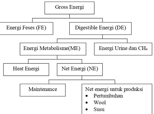 Gambar 2. Garis Besar Penggunaan Energi Bahan Makanan oleh Ternak Ruminansia                  (Tillman et al., 1991)