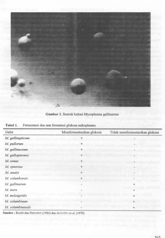 Gambar 1. Bentuk koloni Mycoplasma gallinannn