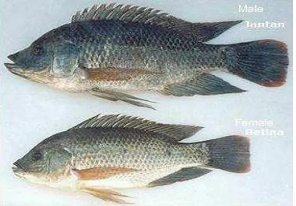 Gambar 1.  Ikan nila jantan dan ikan nila betina (Suyanto, 2003). 