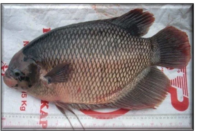 Gambar 1. Ikan Gurami (Osphronemus gouramy, Lac) 