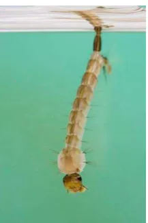 Gambar 5. Larva Aedes aegypti (sumber : anonim 2012) 
