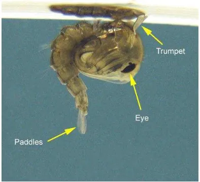 Gambar 6. Pupa Aedes aegypti (sumber : Anonim, 2012 