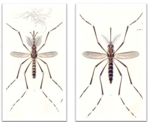 Gambar 7. Nyamuk Ae.aegypti dewasa jantan (kiri) betina (kanan) (sumber : Anonim, 2012) 