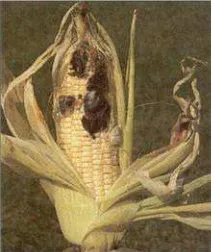 Gambar 7.1. Cendawan Ustilago maydis parasit pada jagung yang menyebabkan penyakit gosong