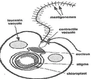 Gambar 4. Ilustrasi morfologi sel Nannochloropsis sp(Waggoner dan Speer, 1999 dalam Aliabbas, 2002)