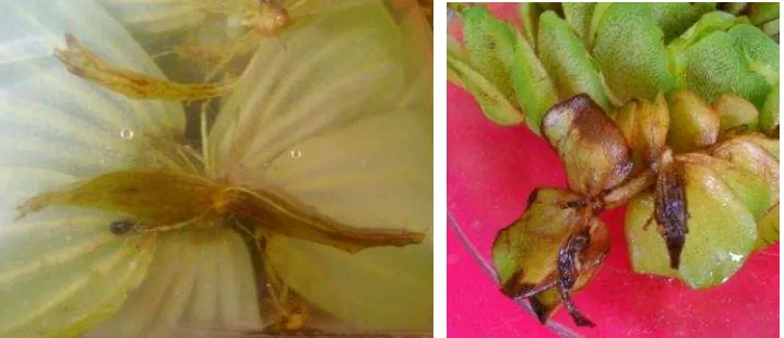 Gambar 3  Akar tumbuhan kiapu (kiri) kiambang (kanan) 