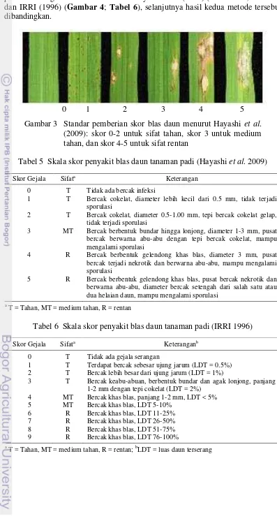 Tabel 5  Skala skor penyakit blas daun tanaman padi (Hayashi et al. 2009) 