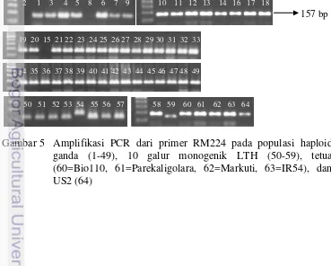 Gambar 5  Amplifikasi PCR dari primer RM224 pada populasi haploid 