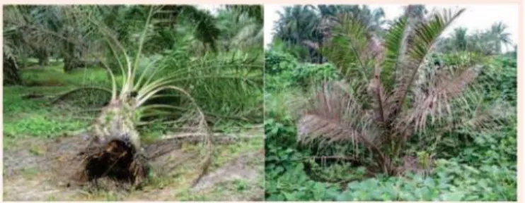 Gambar 2. Gejala umum kelapa sawit yang terserang Ganoderma boninense  (Susanto, 2011) 