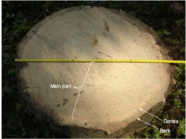 Gambar 1. Penampang lintang kelapa sawit (foto oleh E. Bauker, 2005 dalam  Erwinsyah, 2008) 