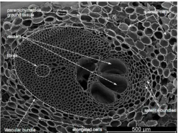 Gambar 3. Jaringan mikroskopis vascular bundles  batang sawit dan keberadaan  parenkim, vessel, serat, dan phloem (foto oleh E